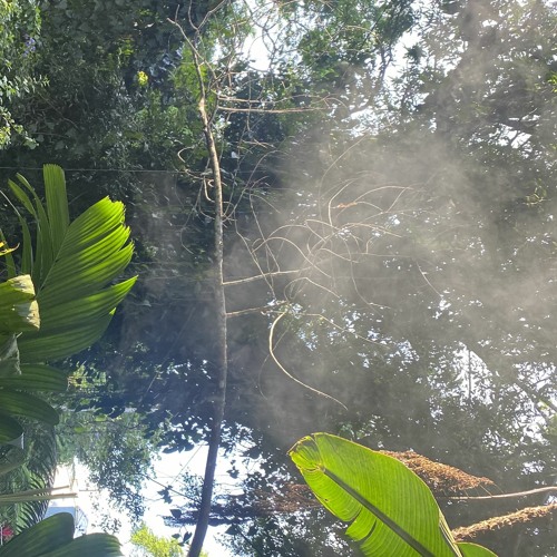 - Rainforest sesh mix - (Dj Set)