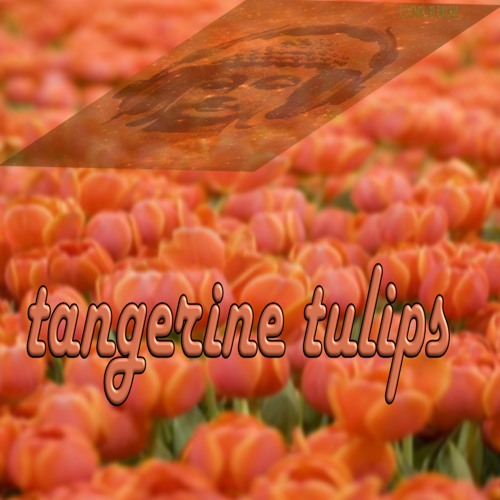 TANGERINE TULIPS