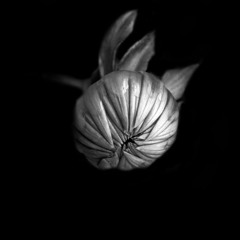 Rebirth