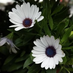 Bach Suite 2, Prelude