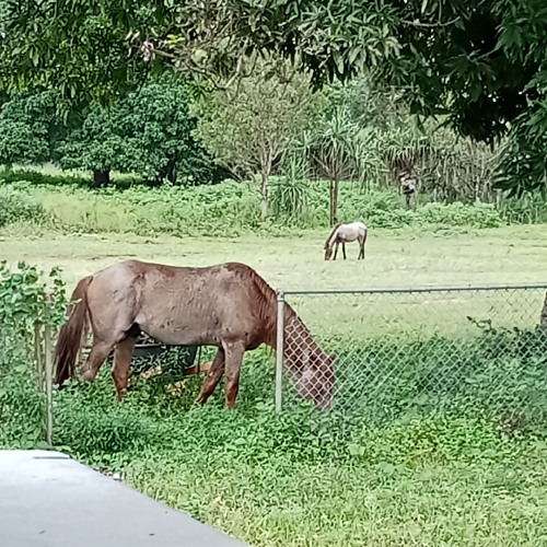 Celebration - RMX 2025 🥶🍻