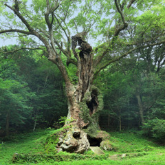 COSMIC DREAM CLUB - The Sacred Tree Of Takeo Shrine