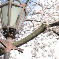 YOUKASAKUSA ZONE 音合わせのみ