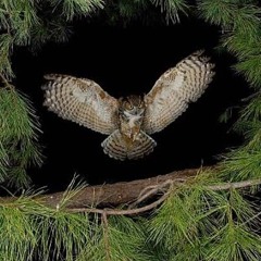 Mr. Owls silent wings