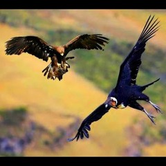 El águila y el cóndor
