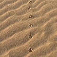 ابتـدا المــوسم ~ صالح المانعه