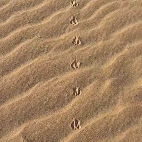 ابتـدا المــوسم ~ صالح المانعه