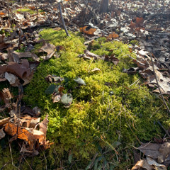 wild sweet- live (cover)