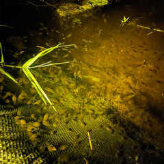 Tadpole Party