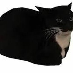 Dosa Silviu - Maxwell The Cat