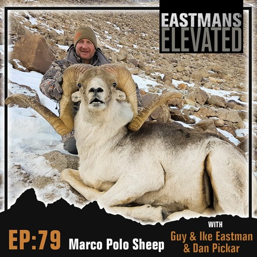 Stream episode Episode 79: Marco Polo Sheep with Guy Eastman, Ike Eastman  and Dan Pickar by Eastmans Elevated podcast | Listen online for free on  SoundCloud