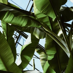 Banana Leaf (Instrumental for Artists)