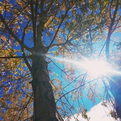 My Life Antonio Carroll Navajo - Dril Antonio Carroll Navajo Artist .m4a