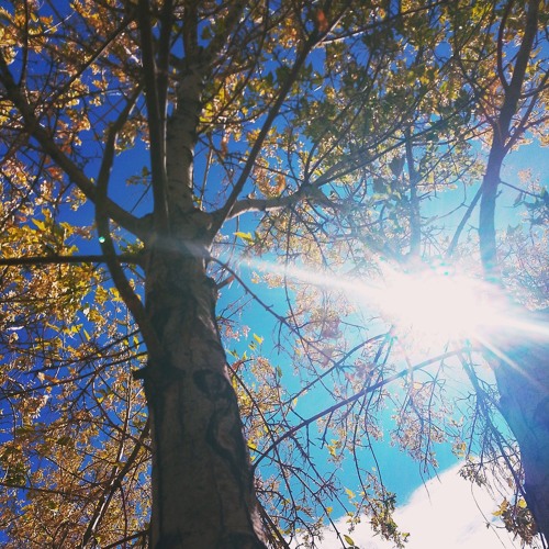 My Life Antonio Carroll Navajo - Dril Antonio Carroll Navajo Artist .m4a