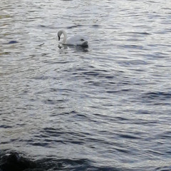 castaway w/ lil splizzy [prod. dj khaled's son]