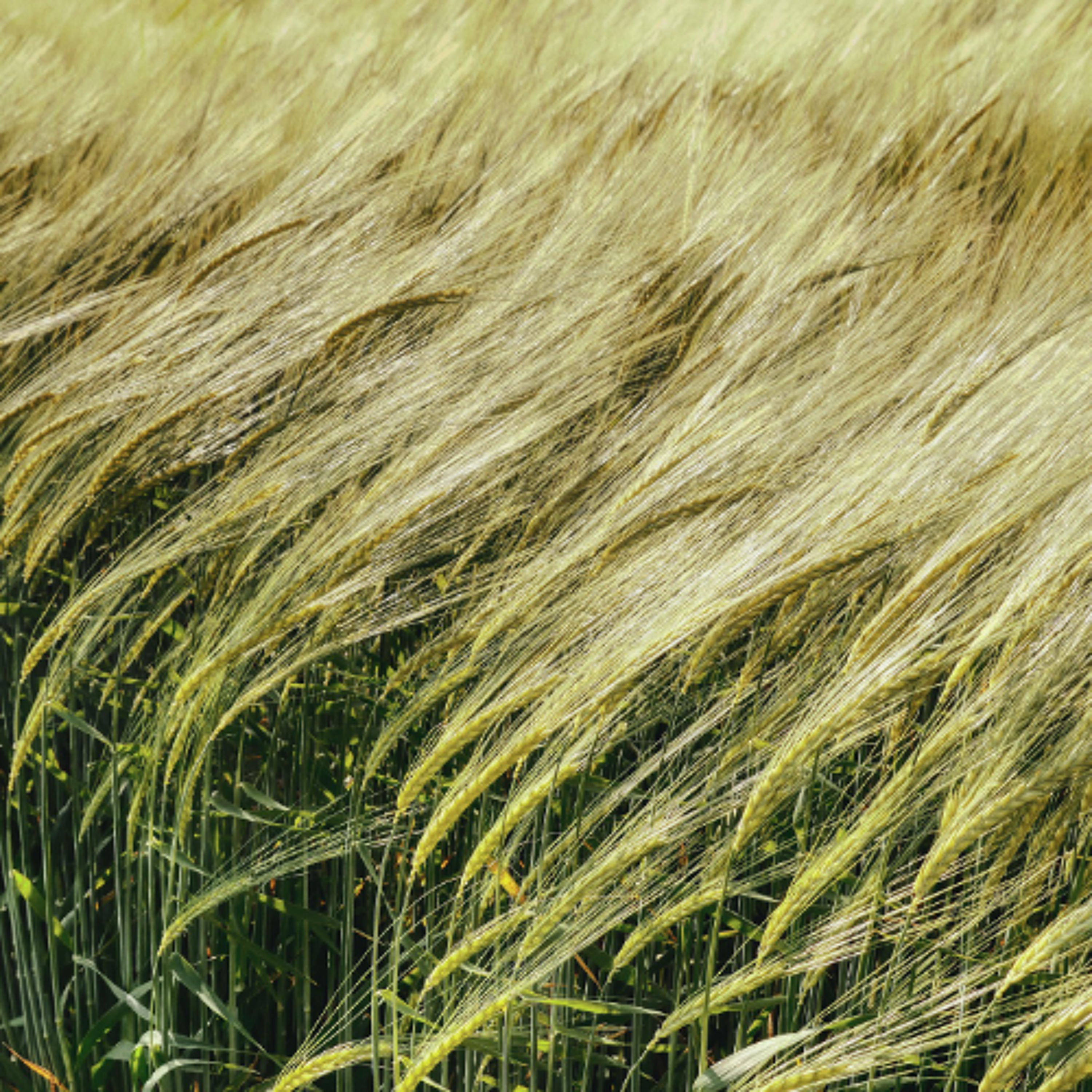 Researching Best Rotational Practices For Different Areas of the Prairies