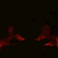 WTH - Freddie Dredd [Extreme Slowed]