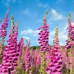 Foxgloves & Feathers - 01:08:2023, 14.41