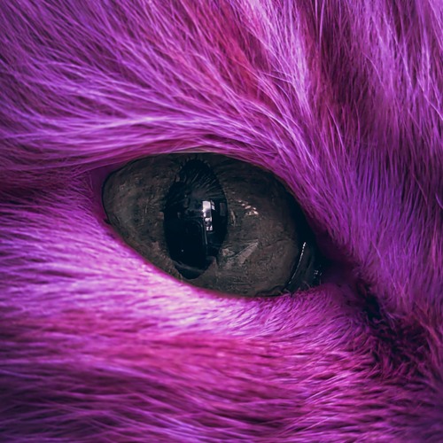 BIRD CAT.wav