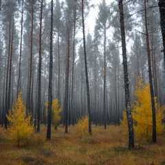 Windy Autumn Forest - Soundscape - White Noise - Nature Sounds