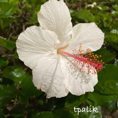 NGA MA KOSRAE...tPalik ft..Tony Saho