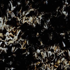 summon.wingspan.grudge