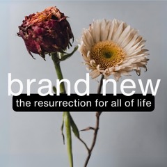 Brand New | The Resurrection Of The Dead - 1 Cor. 15:35-58 - Daniel Barth