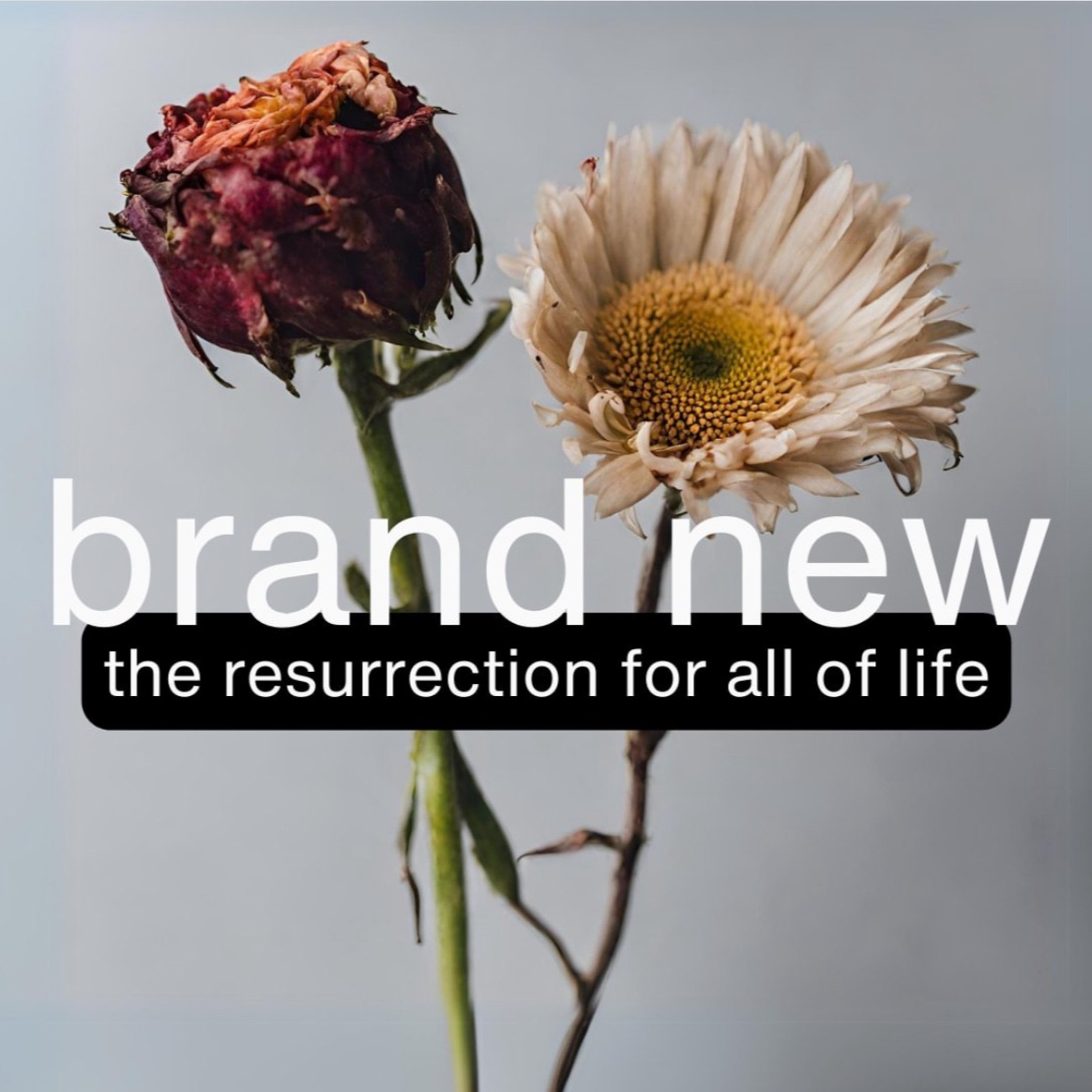Brand New | How We Change - Romans 6:1-7; 11-18 - Clint Leavitt episode artwork