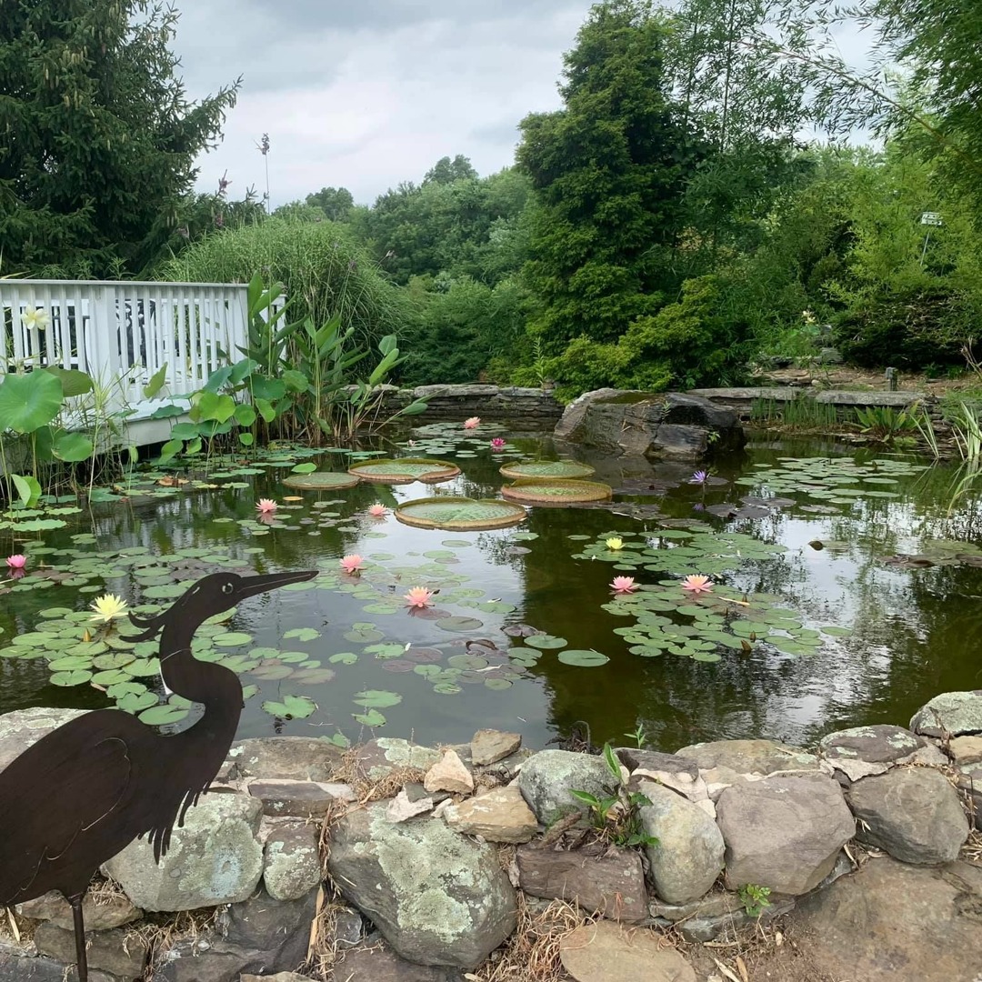 Lilypons Water Gardens Plant Catalog Fasci Garden