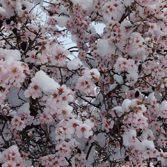 strawberries (feat. garrel prince)