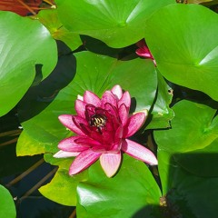Beautiful Relaxing Music for Stress Relief