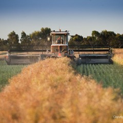 Windrow timing: getting it right to maximise profits.