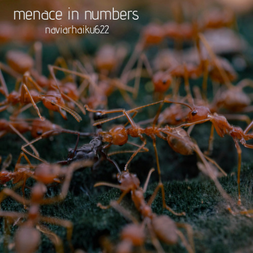 menace in numbers (naviarhaiku622)