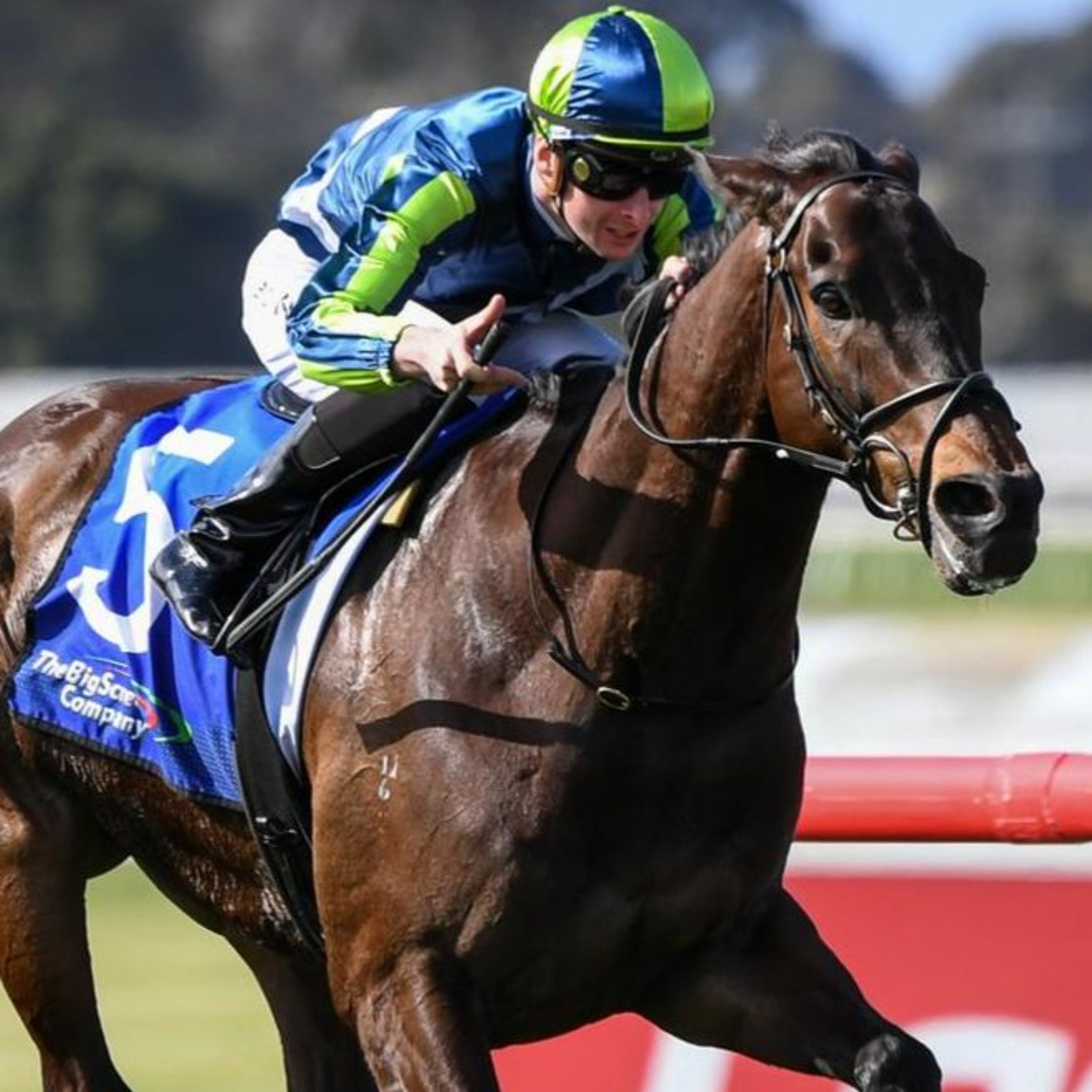 Melbourne Cup Runner By Runner Punting Preview