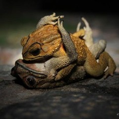CRAPAUD TOOL