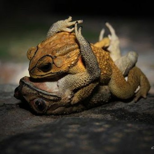 CRAPAUD TOOL