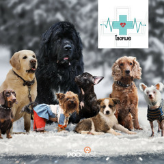 โรงหมอ 2023 EP. 768: อายุขัยและการดูแลสุนัขแต่ละช่วงวัย