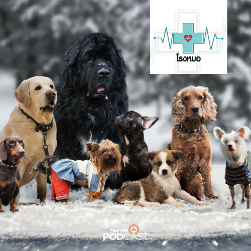 Stream โรงหมอ 2023 Ep. 768: อายุขัยและการดูแลสุนัขแต่ละช่วงวัย By Thai Pbs  Podcast | Listen Online For Free On Soundcloud
