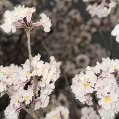 [Previa] Linhas da Vida part. 1