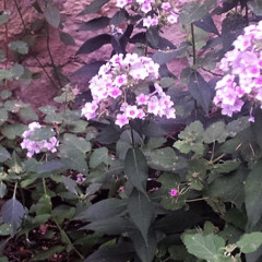 Doing All The Things I Used To (2015).m4a