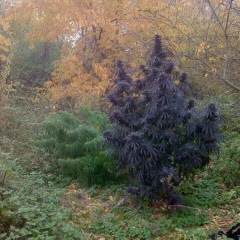 a gente fuma pra krl,depois transa pra krl (prod.mxrkxz)