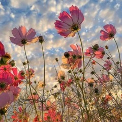 العبور إلى الحياة -  د. محمد محمد بدري - من كتاب "أولو بقية"