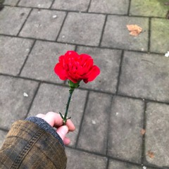 Street Carnation
