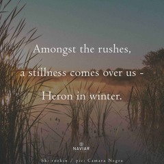 Amongst The Rushes, (Naviarhaiku 576 )