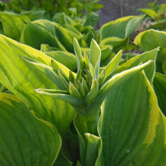 Hosta and dahlia care and protection from slugs