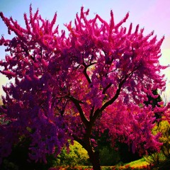 Judas Tree (On all platforms)