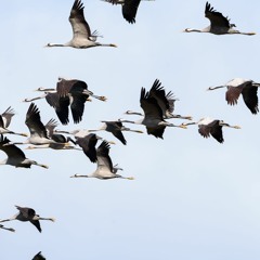 grues
