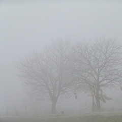Fog fog