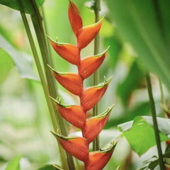 Bird of Paradise, Itamambuca Brazil