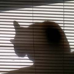 Floyd Willems- The Cat Is Here